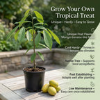 Pawpaw Tree Live Plant for Planting in Quart Pot, 12 to 18 Inch Tall, Easy Care Tropical-Style Fruit Plant for Sunny Outdoor Spots