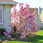 2 Ann Magnolia Live Bare Root Seedlings | 8-12" Rooted Cuttings | Cold-Hardy Late-Blooming Magnolia Tree | Well-Rooted Ornamental Shrub