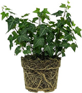 Baltic English Ivy Live Plant in Pot, Easy-Care Climbing Vine, Hardy Evergreen Hedera Helix for Indoor or Outdoor Use