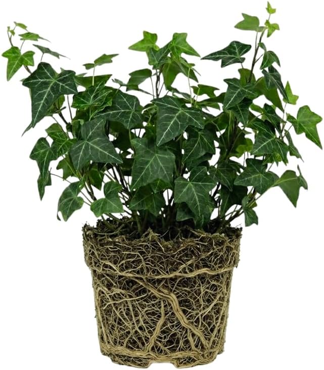 Baltic English Ivy Live Plant in Pot, Easy-Care Climbing Vine, Hardy Evergreen Hedera Helix for Indoor or Outdoor Use