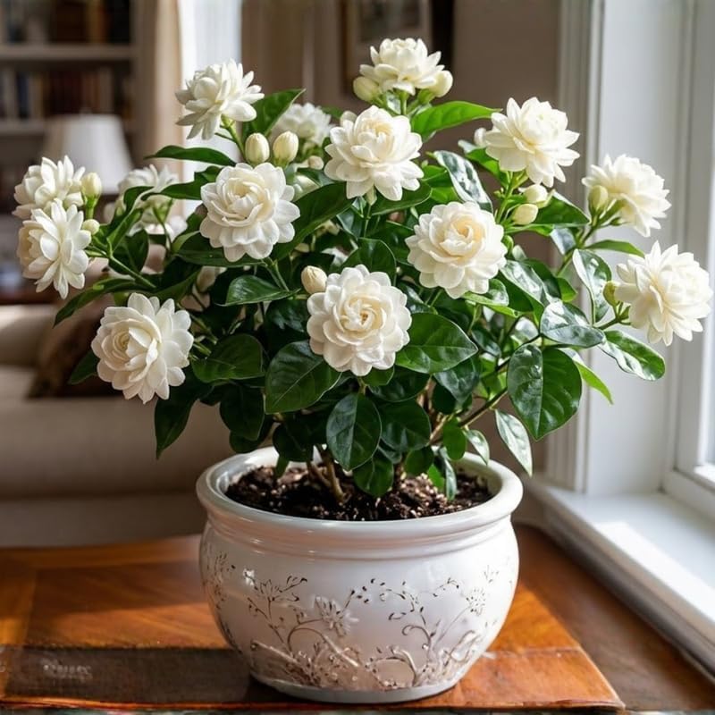 Grand Duke Jasmine Live Plant, Tuscany Jamine Flower, Well-Rooted 5-8" Inch Tall, Intense Scented Flowering Shrub for Indoor and Outdoor Spots