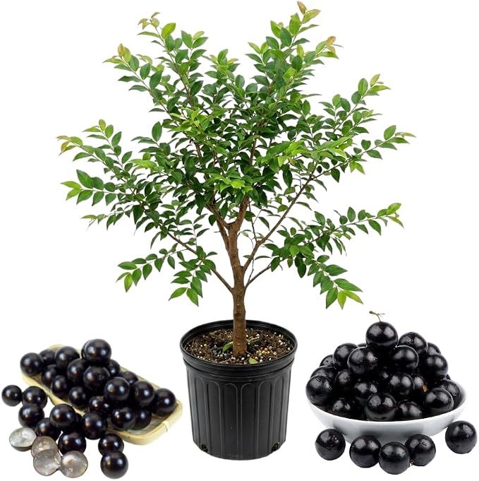 Live Jabuticaba Tree Live Plant | Jaboticaba Fruit Tree 2.5–3 Ft Tall Potted Plant | Hardy Fruit-Bearing Tree for Indoor or Outdoor Growing (No Ship to CA,HI,AK)