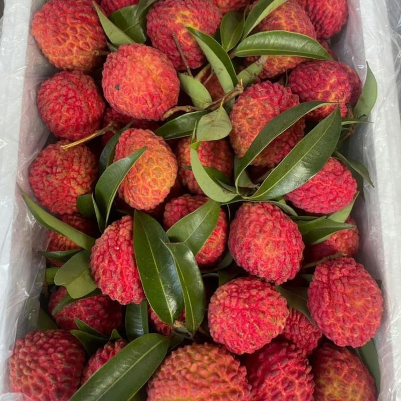 Live Mauritius Lychee Mauritius Tree | 2.5–3 Ft Tall Potted Plant | Hardy Fruit-Bearing Tropical Tree for Indoor or Outdoor Growing | No Ship to CA,HI,AK