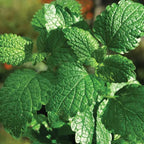2 Chocolate Mint Plant, 3" Pot, Fresh Herb Plants Live, Mint Plants for Inside Windowsills or Outdoor Garden Beds