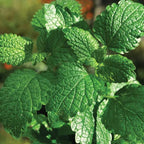 2 Spearmint Plant, 3" Pot, Fresh Herb Plants Live, Mint Plants for Inside Windowsills or Outdoor Garden Beds