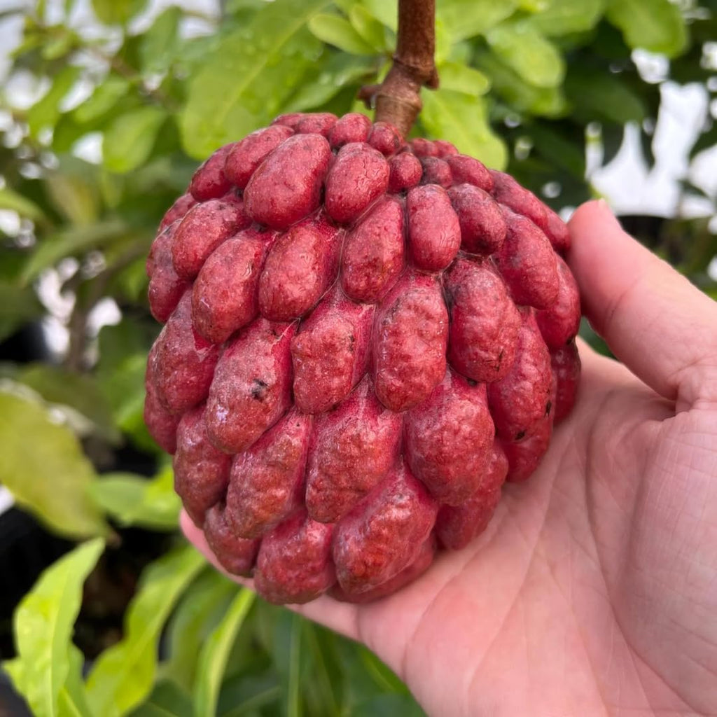 Red Sugar Apple Live Plants | 2.5–3 Feet Tall Well-Rooted Annona squamosa Tree | Easy-Grow Tropical Fruit Tree for Outdoor Gardens, Patios, and Containers | No Ship to CA,HI,AK