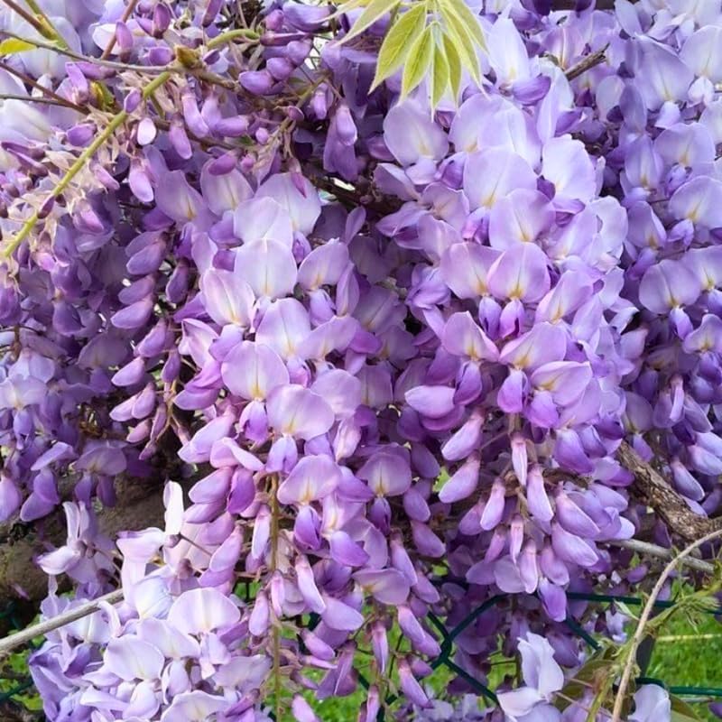 2 Purple Wisteria Tree in 2.5 Inch Pot, Amethyst Wisteria 12-18 Inch Tall, Well - Rooted Purple Flowering Tree, Long Trailing Lavender Purple Flowers