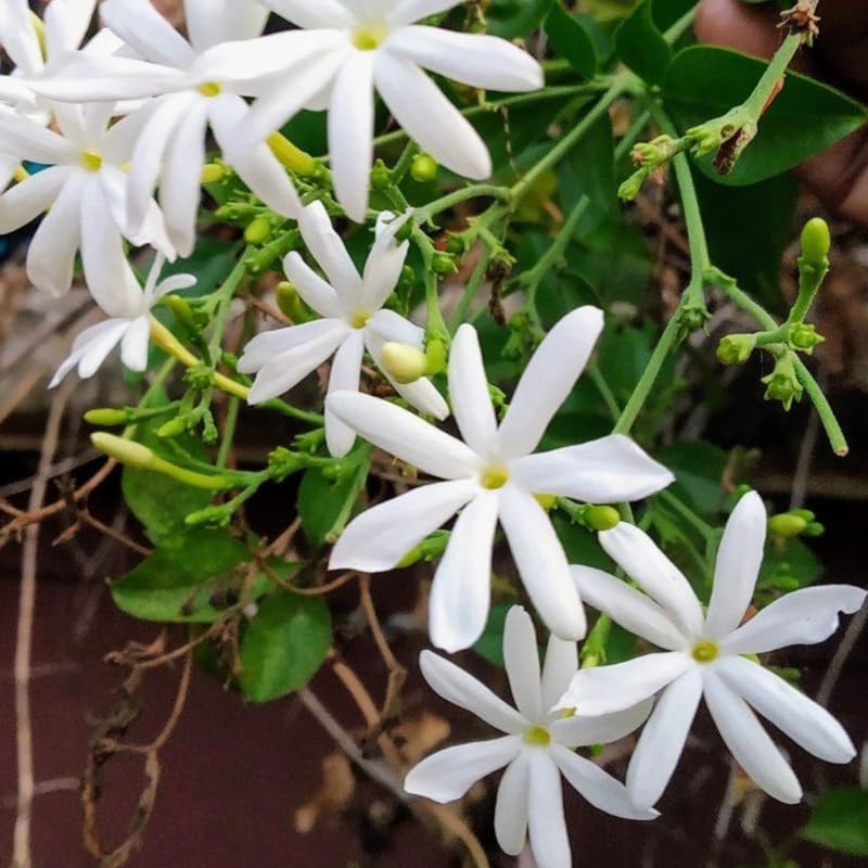Belle of India Jasmine Plant Live | Size 4 to 5 Inch Tall | Housewarming Friendship Gifts for Women Best Friend Presents for Mom Birthday Gift for New Home