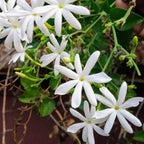 Belle of India Jasmine Plant Live | Size 4 to 5 Inch Tall | Housewarming Friendship Gifts for Women Best Friend Presents for Mom Birthday Gift for New Home