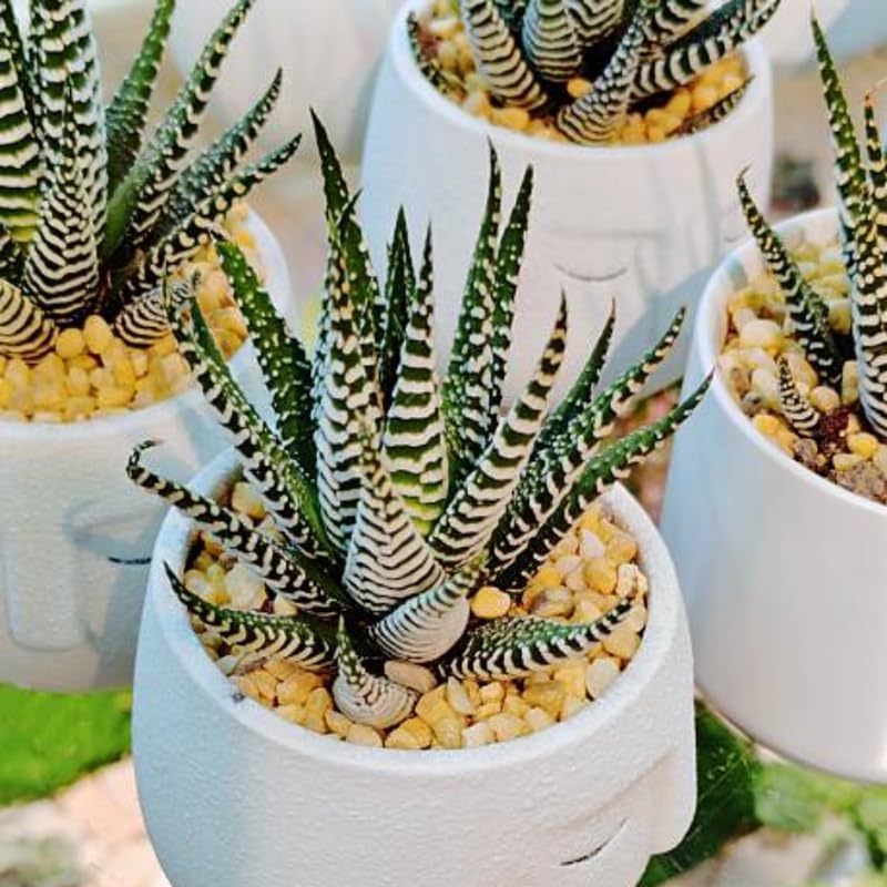 Succulents Plants Live Haworthia Fasciata Zebra Plants, 2 Inch Pot, Zebra Cactus Succulent, Striped Indoor Plant for Desks and Small Spaces