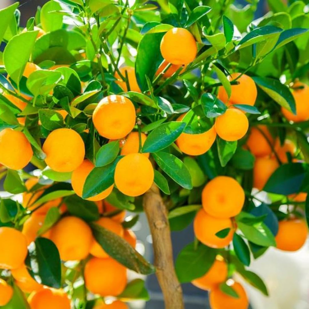 Hamlin Orange Tree for Planting | 2.5–3 Ft Live Citrus Plant | Easy-Grow Edible Fruit Tree for Home Gardens & Patios | No Ship to CA,HI,AK