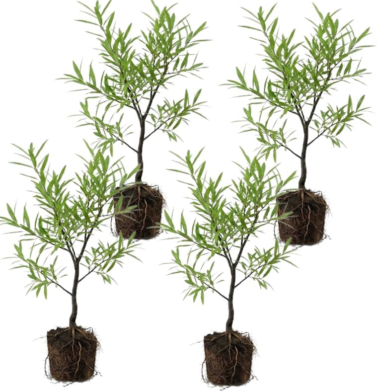 4 Live Oak Tree, Willow Oak Trees Live Plants 12–18 Inch Tall, Strong Young Oak Tree for Yard Growing and Long-Term Landscaping