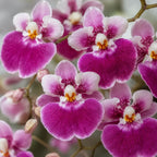 Hot Pink Tolumnia Oncidium Orchid Plant, Dancing Lady Floral Shrub, Easy Care Indoor Blooming Plant for Garden and Home Decor