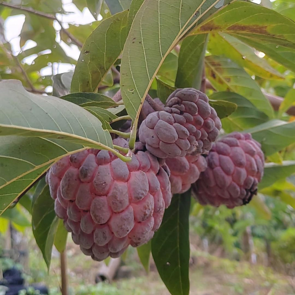 Red Sugar Apple Live Plants | 2.5–3 Feet Tall Well-Rooted Annona squamosa Tree | Easy-Grow Tropical Fruit Tree for Outdoor Gardens, Patios, and Containers | No Ship to CA,HI,AK