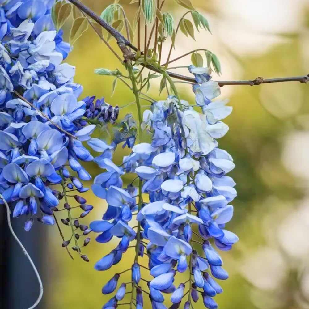 Blue Wisteria Live Plant, 2.5" Pot, Easy Care Flowering Vine, Decorative Climbing Plant for Home Landscapes and Trellises