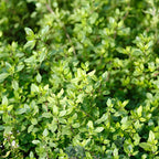 2 Thyme Plants Live, Lemon Thyme, Aromatic Potted Herb, Well-Rooted 4" Plant for Indoor Windowsills and Outdoor Spots