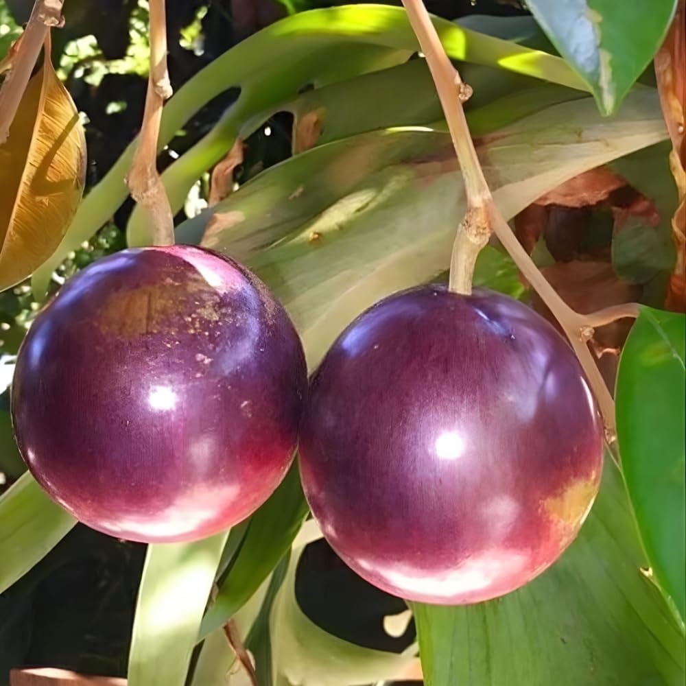 Purple Star Apple Tree Live Plant | Tropical Caimito Live Fruit Tree | | 30 – 36 Inches Tall 3 Gallon Pot | Well-Rooted | No Ship to CA,HI,AK