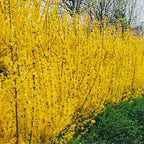 2 Lynwood Gold Forsythia Live Plant for Planting – 10 to 12 Inch Tall | Hardy Outdoor Flowering Shrub | Bright Yellow Spring Blooms | Fast-Growing Hedge or Border Plant