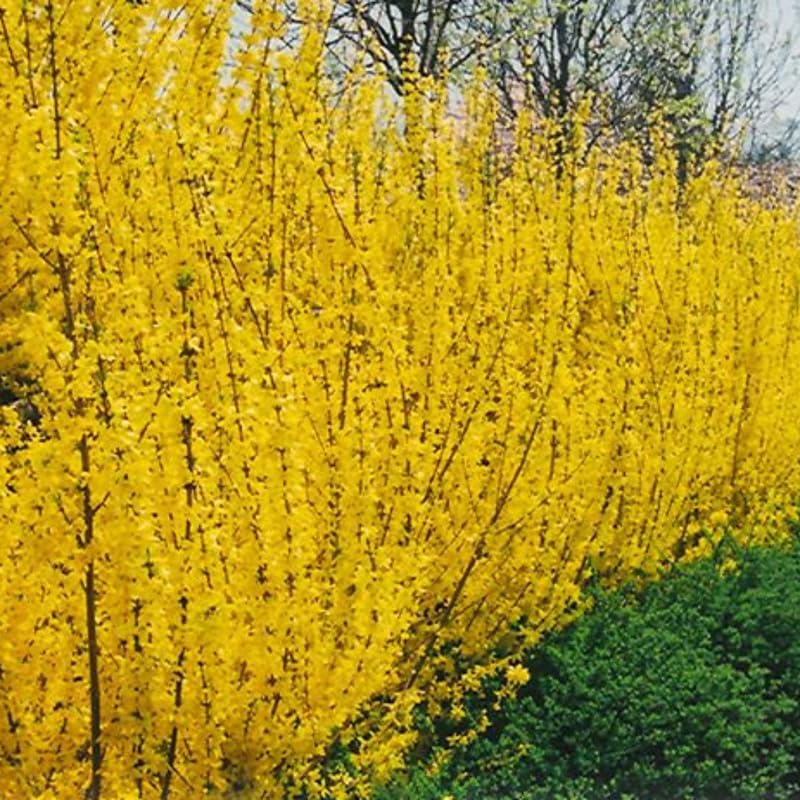 2 Lynwood Gold Forsythia Live Plant for Planting – 10 to 12 Inch Tall | Hardy Outdoor Flowering Shrub | Bright Yellow Spring Blooms | Fast-Growing Hedge or Border Plant