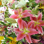 8 Assorted Oriental Lily Bulbs, Well-Rooted Plant Starters, Low Maintenance Flowering Bulbs for Sunny Outdoor Spots