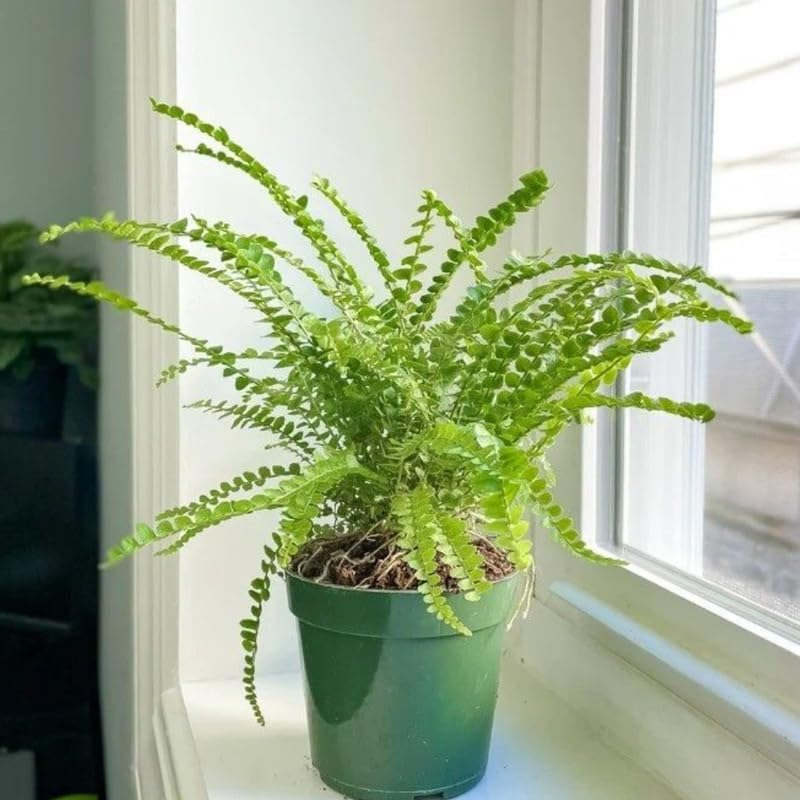 2 Lemon Button Fern Live Plant, 2 Inch Pot, Potted Nephrolepis Cordifolia, Small Indoor Fern for Desks and Terrariums
