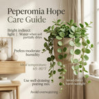 Peperomia Live Plant, Peperomia Hope Houseplant in 4'' Inch Pot, Easy Indoor Plant Live for Shelves, Desks & Small Spaces