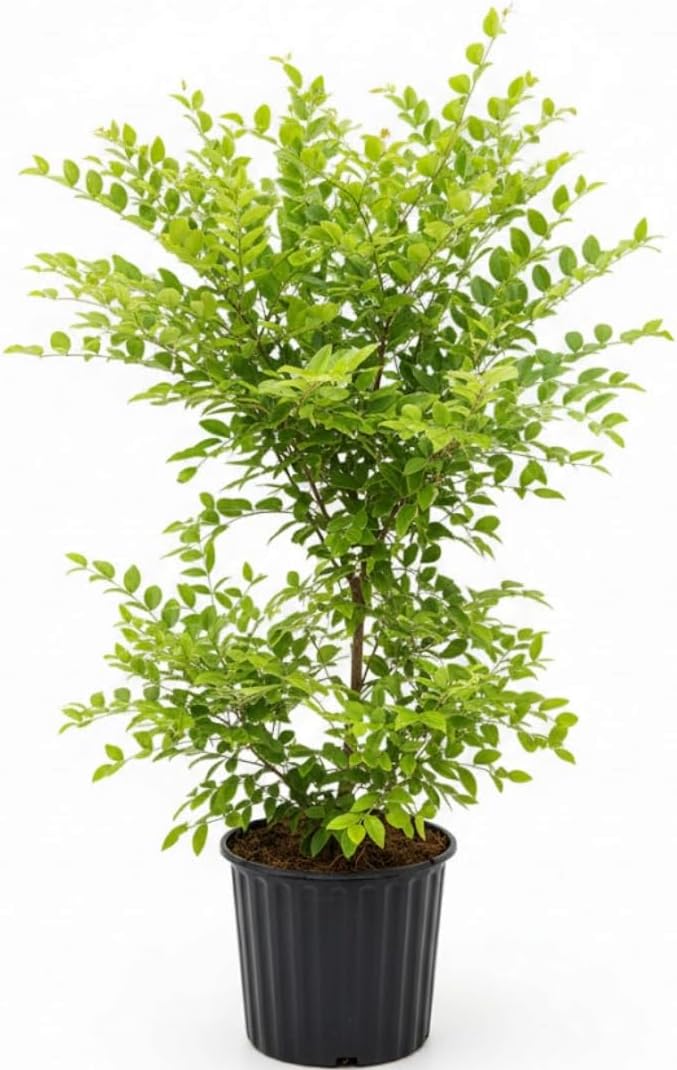 Jabuticaba Fruit Tree for Planting | Jaboticaba Live Tree | 2.5–3 Ft Potted Tropical Fruit Tree | Sweet Edible Berries for Home Gardens Patios & Containers | No Ship to CA,HI,AK