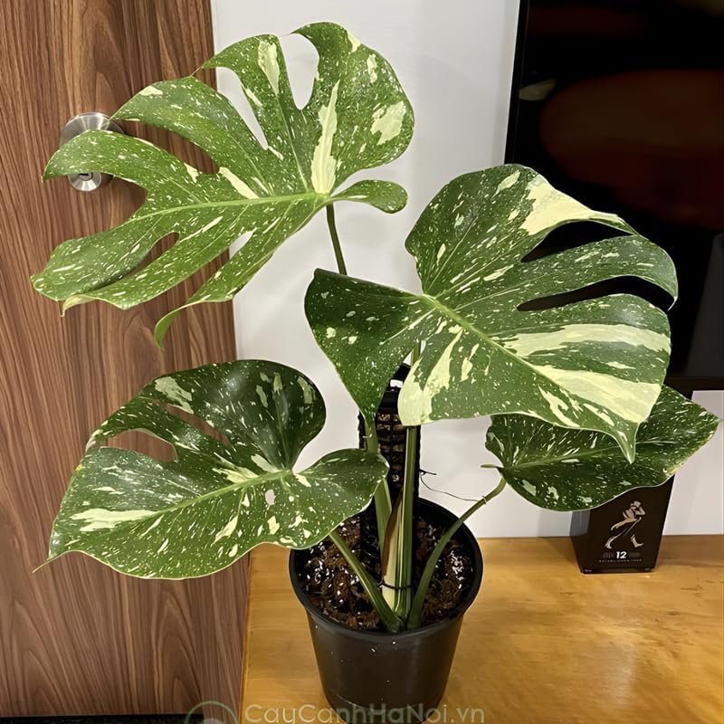 Thai Constellation Monstera Live Plant 4 Inch Tall | Variegated Monstera Plant Live with Creamy White Speckles for Indoor Home Décor