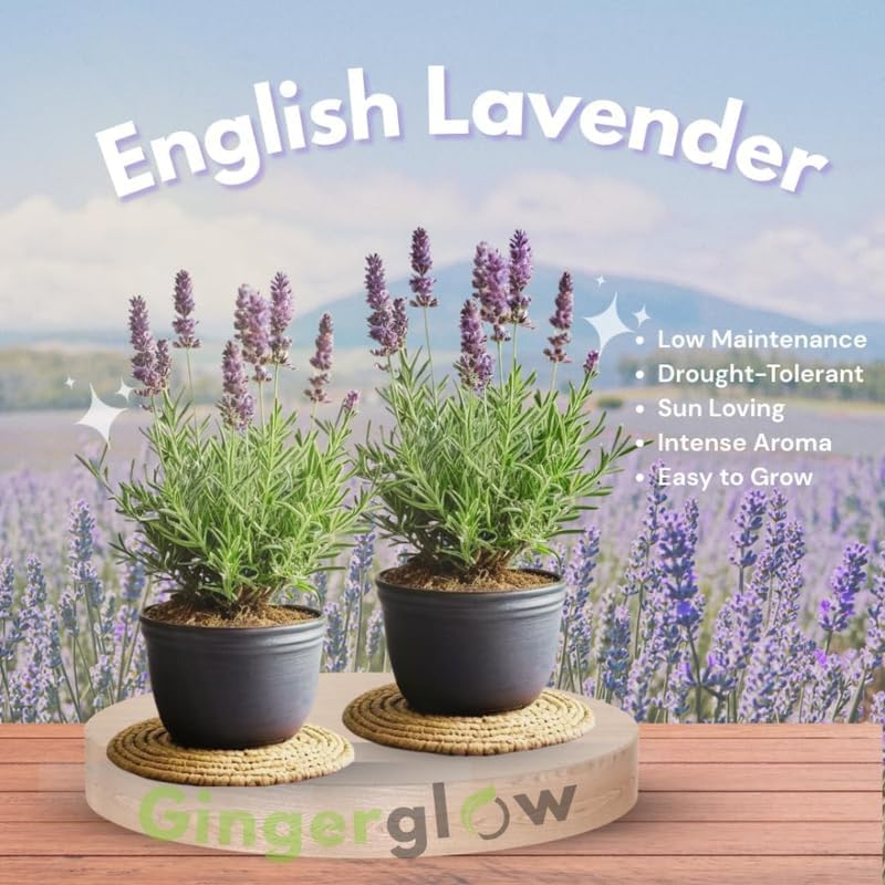 3 English Lavender Flower Plant, 3" Potted Plant, Easy Care Herb Garden Starter, Aromatic Purple Blossom Plant for Home and Office