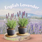 3 English Lavender Flower Plant, 3" Potted Plant, Easy Care Herb Garden Starter, Aromatic Purple Blossom Plant for Home and Office
