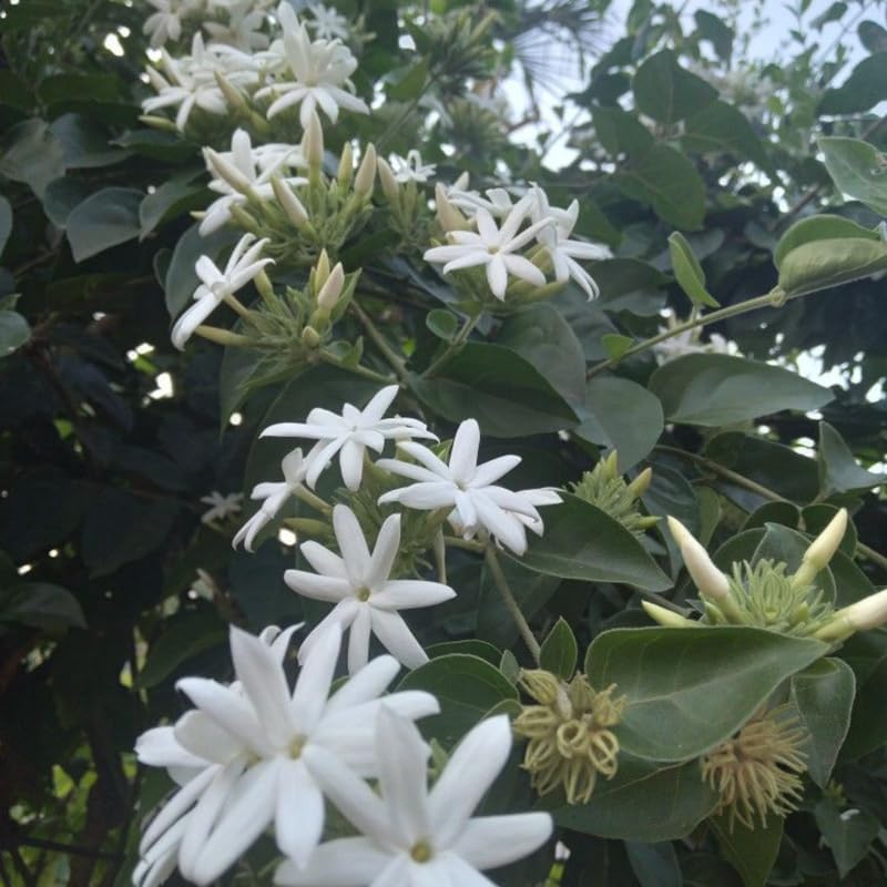 Downy Jasmine Plant Live in 4 Inch Pot | Soft Downy Leaves & White Blooms | Easy to Grow Live Jasmine Plant for Indoor Home Décor