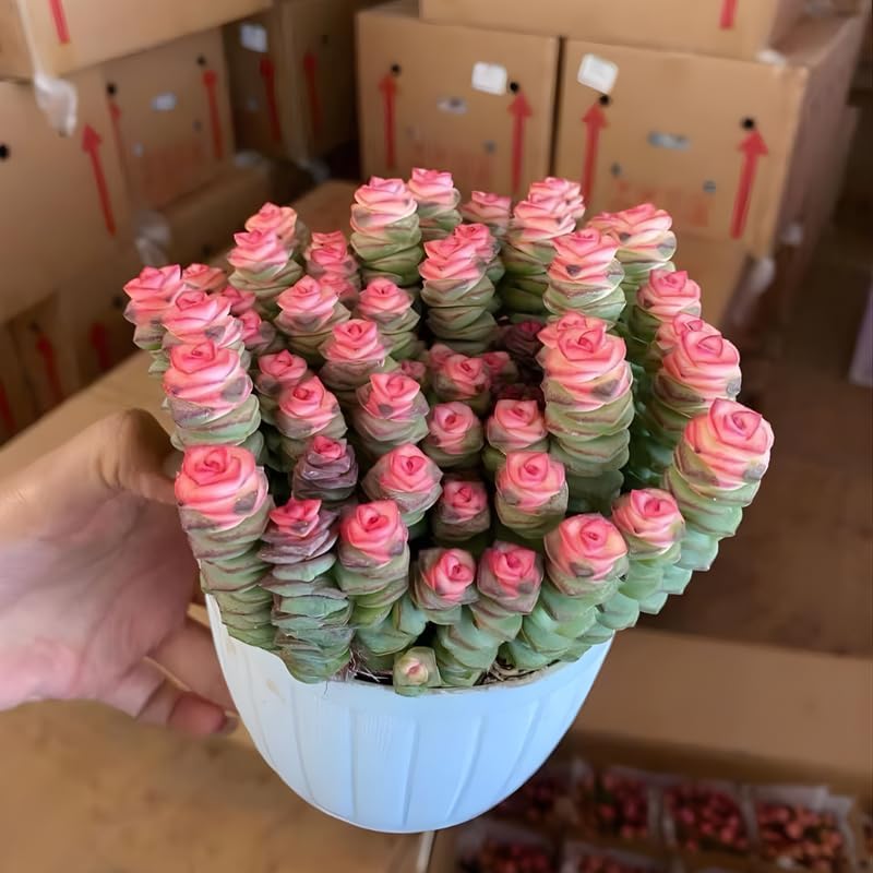 Live Crassula Baby Necklace Trailing Succulent in 2” Inch Pot | Fully Rooted Trailing Plant | Ideal for DIY Projects, Gifts & Home Décor