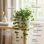 Peperomia Hope Plant in 4'' Inch Pot, Low-Maintenance Peperomia Live Plant, Ideal Plant for Home & Office