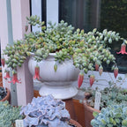 Cotyledon Pendens Succulent Plant Live – 4 Inch Pot | Rare Trailing Houseplant | Easy-Care Indoor Succulent