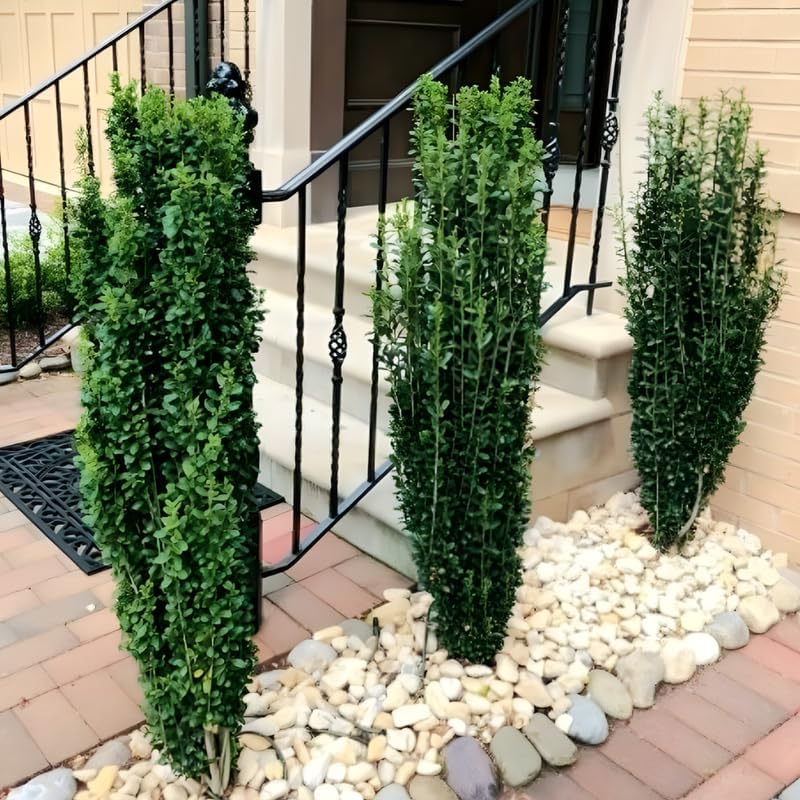 2 Sky Pencil Holly Tree Live Plant | 2.5-Inch Pot | Low Maintenance Live Narrow Evergreen | Robust Well-Rooted Pencil Holly for Architectural Décor