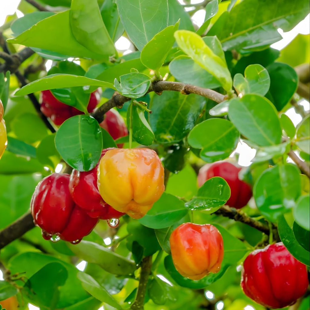 Surinam Cherry Tree for Planting 2.5–3 Ft | Live Cherry Plant | Compact Tropical Fruit Tree for Backyard, Outdoor, and Container Growing | No Ship to CA,HI,AK