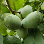 Pawpaw Tree Live Plant, 12 to 18 Inch Tall, Well-Rooted in 1 Quart Container, Cold-Hardy Edible Plant for Home Landscapes