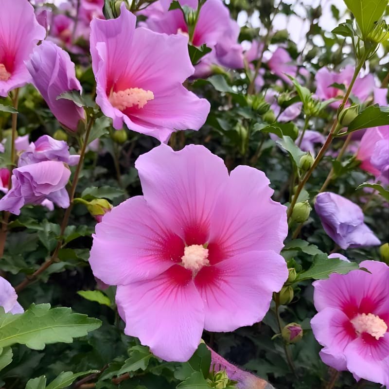 2 Purple Althea Live Plants (Rose of Sharon) | 12–18 Inch Tall Flowering Trees | Hardy Hibiscus Shrubs for Outdoor Planting, Landscaping & Garden Beds