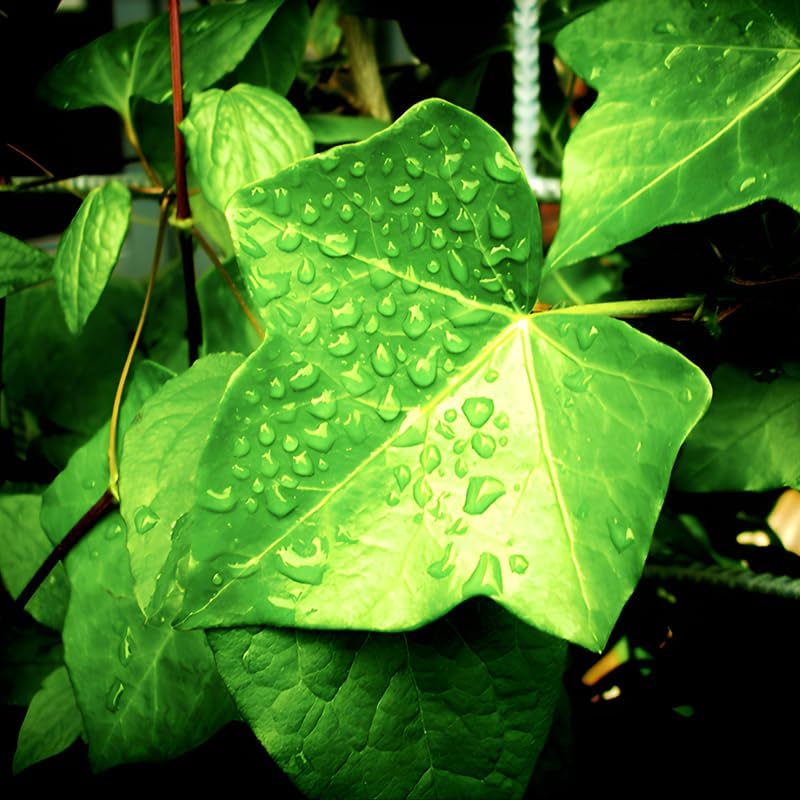 Gold Child English Ivy Plant Live in 6'' Inch Pot | English Ivy Live Plants | Trailing & Climbing Easy-Care Ivy Houseplant | Real English Ivy Plant for Pots, Shelves & Hanging Displays