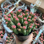 Crassula rupestris 'Baby’s Necklace' Live Plant | Compact Trailing Succulent in 2" Inch Pot | Rare Houseplant for Shelf & Desk Décor
