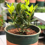 Bay Laurel Tree Live for Planting in 4-6 Inch Tall | Aromatic Bay Leaf Plant Live Herb | Live Bay Leaf Tree for Cooking | Ideal for Home Garden & Cooking Décor