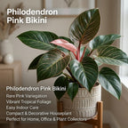 Philodendron Pink Princess Plant, 4" Pot, High-Vigor Low Maintenance Houseplant for Desks, Striking Pink Variegation & Green Foliage