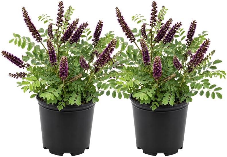 2 Indigo Bush Plant in 4" Pot, Amorpha Fruticosa Vigorous Shrub, Sturdy Cold-Hardy Plant with Purple Blooms for Outdoor Spaces