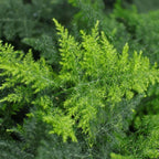 Asparagus Fern Live Plants in 4’’ Inch Pot | Soft Feathery Asparagus Setaceus | Easy-Care Indoor Houseplant for Home & Office Décor