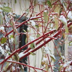 10 Red Osier Dogwood Live Plants | 1-2ft Bare Root Seedlings | Fast Growing Native Shrub | White Spring Blooms and Red Winter Bark for Gardens