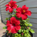 2 Red Althea Live Plants (Rose of Sharon) | 12–18 Inch Tall Flowering Trees | Red-Flowering Hibiscus Shrubs for Outdoor Planting, Landscaping & Garden Beds