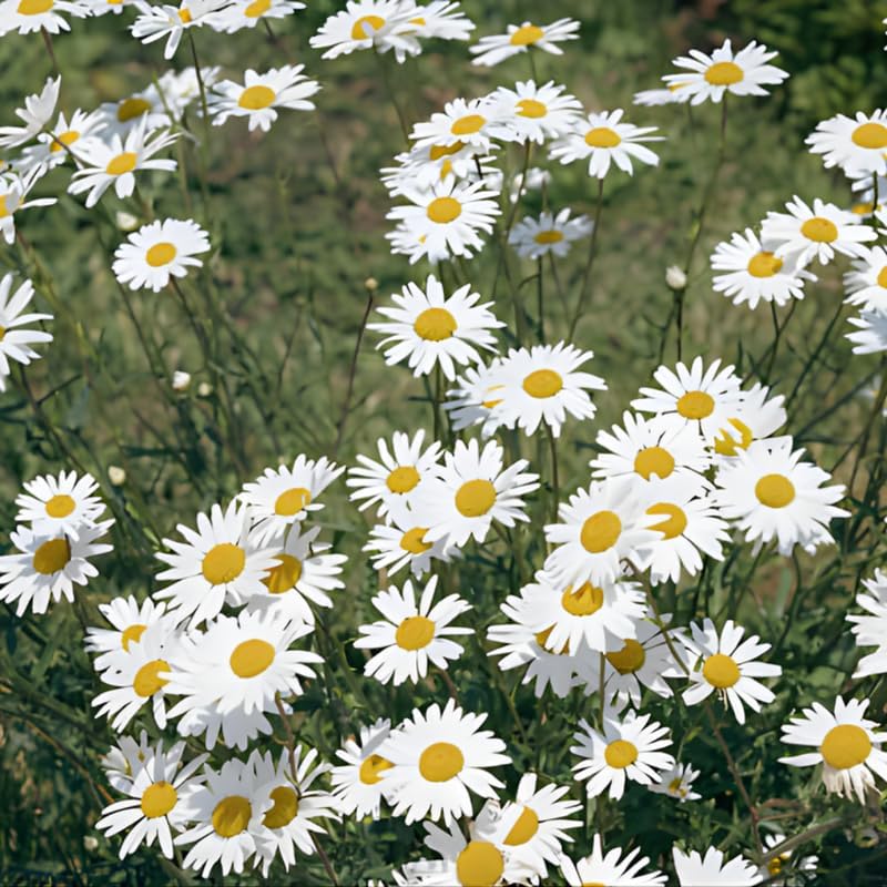 2 Ox-Eye Daisy Plants Live for Planting, 3-Inch Pot, Established Live Flowering Plant, Drought Tolerant White Daisy for Sun and Borders