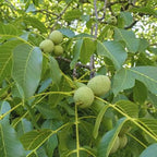 Black Walnut Trees Live Plants in 4 Inch Pot, 12-18 Inch Tall, Low Maintenance Native Nut Plant, Robust Well-Rooted Starter Tree