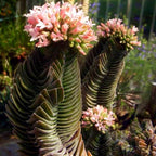 3 Live Succulent Crassula, Buddha's Temple Succulent in 2 Inch Pot, Low Maintenance, Thrives in Home & Office, Perfect for Plant Enthusiasts