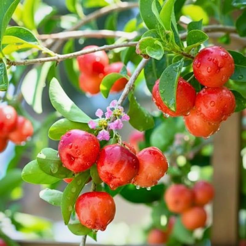 Live Barbados Cherry Tree | 3 Gallon Pot | 30-36 Inches Tall Tropical Shrub | Pink Flowering Acerola Fruit Tree | Well-Rooted Plant for Home Orchard | No Ship to CA,HI,AK